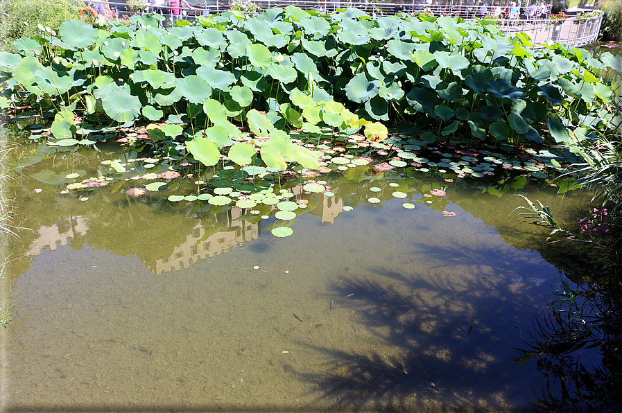 foto Giardini Trauttmansdorff - Giardini acquatici